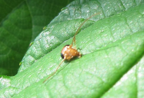 Strana creatura da ID: ...testa di blattoidea: cfr. Ectobius sp.